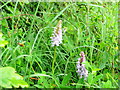 Common Spotted Orchid, Dactylorhiza fuchsii