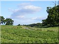 Maize field near Combermere Abbey