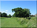 Oak, Lake View Park