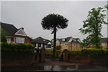 TQ3270 : Interesting tree, Beulah Hill (A215) by N Chadwick