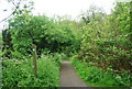 Capital Ring through Biggin Wood