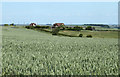 2010 : Wheatfield and bungalows on Whiten Hill