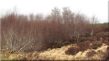 NC4123 : Scrub woodland, Overscaig by Richard Webb