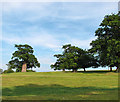 Old oak trees in pasture south-west of Heveningham Hall