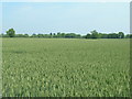 Farmland looking towards Thorp