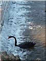 Dawlish : Dawlish Water & Australian Black Swan