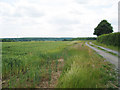 Farm Track near Howletts Farm