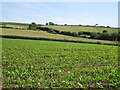 Grazing above maize