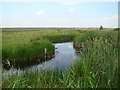 TQ5479 : Stream in Rainham Marshes Nature Reserve, looking towards Coldharbour Lane by Robert Lamb