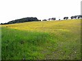 Buttercup-rich meadow at Greenside