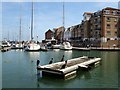 Cormorants in Sovereign Harbour