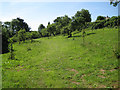 Orchard north of Gurrington House