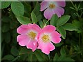 Wild roses dominate the hedgerows