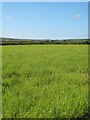 Field of silage beside the A3071 at Newbridge