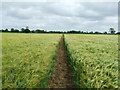 Through The Barley