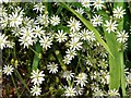 Lesser Stitchwort (Stellaria graminea)