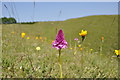 TF9440 : Purple Pyramid Orchid by Ashley Dace