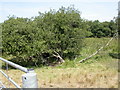 Purewell Meadows, grazing land