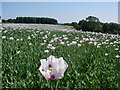 Purple poppies