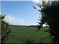 Cereal crop near Reedy Loch in Berwickshire