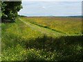 Field beside Chacefield Wood