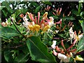 Honeysuckle, Maghaberry