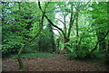 Sydenham Hill Wood