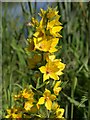 Yellow Loosestrife, Over