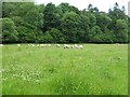 Sheep grazing at Boreland