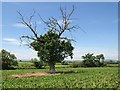 Dead and alive tree near Kenton Green