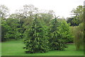 Ornamental Conifers, Sydenham Wells Park