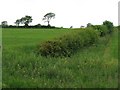 Fields near Ashley Hall