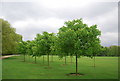 Young Chestnut trees, Crystal Palace Park