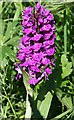 Northern Marsh Orchid (Dactylorhiza purpurella)