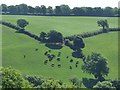 Cattle grazing near to Llys-y-Fr