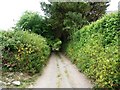 Lane to the Holy Well and Holwell Farm