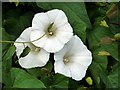 NT9138 : Large Bindweed (Calystegia sylvatica) by Andrew Curtis