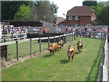 TQ9534 : Pig Racing at Rare Breeds Centre by Oast House Archive