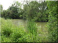 Dragonfly pond in Whelford Pools Nature Reserve