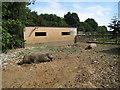 Butch and Sundance, Rare Breeds Centre