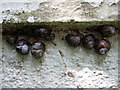 Sheltering snails