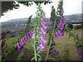 Foxgloves & view of Caerphilly