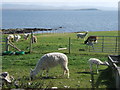 NR2457 : Alpacas at Carn by Barbara Carr