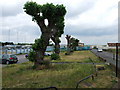 Avenue of trees, The Strand, Gillingham