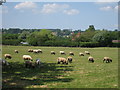 Sheep at Barling Farm