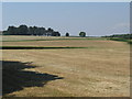 Silage and hay fields south of Woodcote Farm