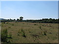 Gallops near Hoyle Farm