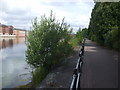 Shrubs and vegetation growing along the east side of Atlantic Wharf