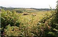 Sheep pastures above Cors Geirch marshland