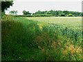 ST8672 : Field margin west of Hartham Lane, Biddestone by Brian Robert Marshall